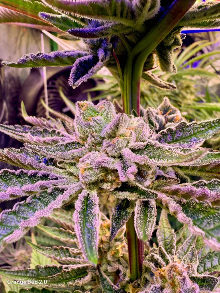 Orange Bud 2.0 by big.chalas (flowering stage - 9)