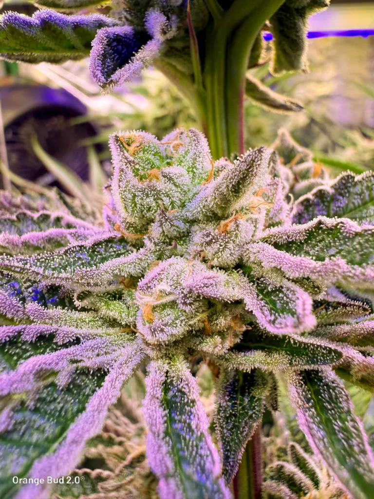 Orange Bud 2.0 by big.chalas (flowering stage - 10)