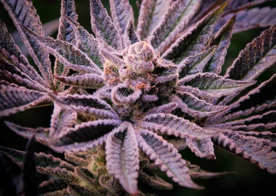 Orange Bud 2.0 500g dry harvest from 4 plants by @big.chalas