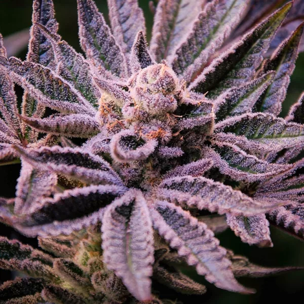 Orange Bud 2.0 500g dry harvest from 4 plants by @big.chalas