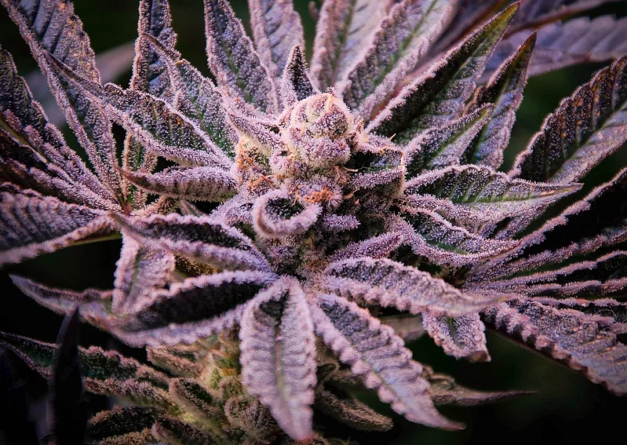 Orange Bud 2.0 500g dry harvest from 4 plants by @big.chalas